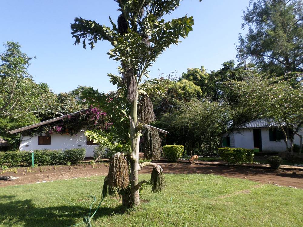 THE ROOMS 4 AND 5 AND BIHIND THE FOREST OF THE MONKEYS